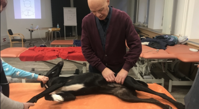 Hundeosteopathie